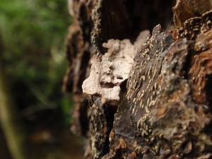 Baumhaus beim Langen Tag der Stadtnatur - Infos & Brainstorming