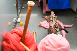 Micro-volunteering: ­­­Learn to loom knit PURRfect Toys for Rescue Cats in 2 Hours