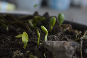 COB#1 Workshop Vermicompost